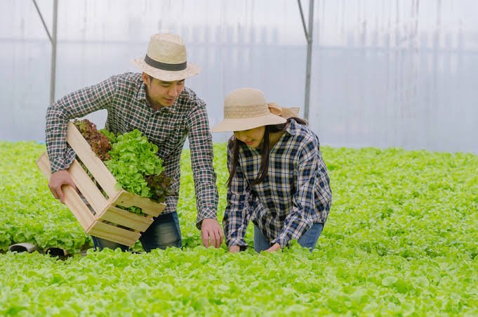 5 Bisnis Pertanian Paling Menjanjikan dengan Modal Murah dan Dijamin Anti Ribet