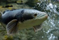 4 Manfaat Ikan Gabus Untuk Kesehatan Tubuh Yang Terbukti Ampuh